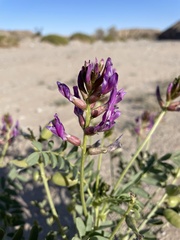 Astragalus crotalariae
