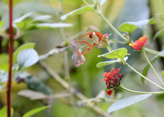 Greta morgane morgane