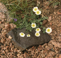 Callianthemum alatavicum
