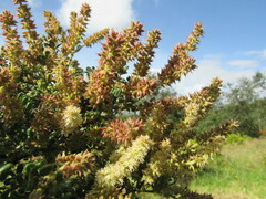 Weinmannia tomentosa