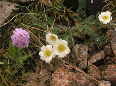 Callianthemum alatavicum