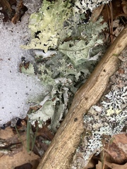 Platismatia tuckermanii