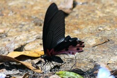 Papilio alcmenor