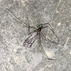 Eugnophomyia