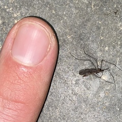 Eugnophomyia