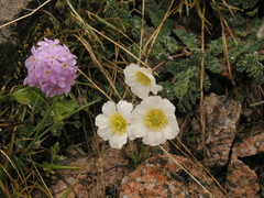Primula algida