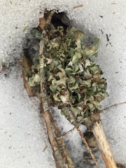 Platismatia tuckermanii