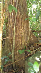 Calophyllum longifolium