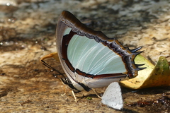 Polyura jalysus