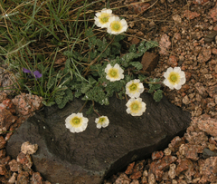 Callianthemum alatavicum