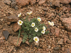 Callianthemum alatavicum