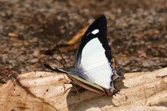Polyura jalysus