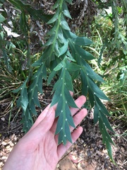 Acacia glaucoptera