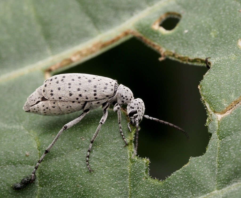Spotted Blister Beetle