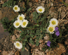 Callianthemum alatavicum