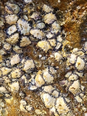Saccostrea