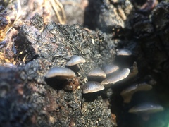 Hohenbuehelia grisea