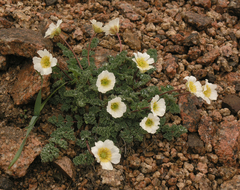 Callianthemum alatavicum
