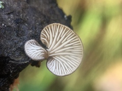 Hohenbuehelia grisea