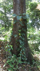 Minquartia guianensis