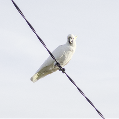 Cacatua galerita