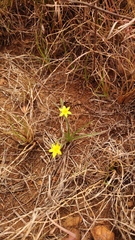 Hypoxis filiformis