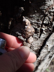 Andricus chrysolepidicola