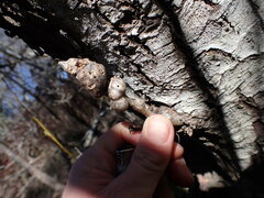 Andricus chrysolepidicola