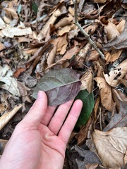 Bignonia capreolata