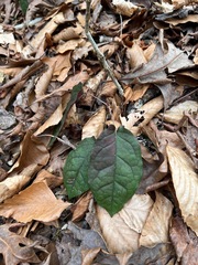Bignonia capreolata