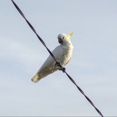 Cacatua galerita
