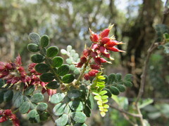 Weinmannia fagaroides