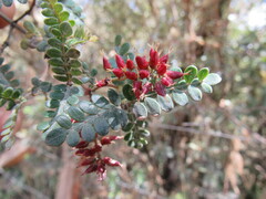 Weinmannia fagaroides