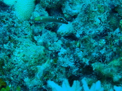 Koumansetta rainfordi