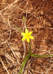 Hypoxis filiformis
