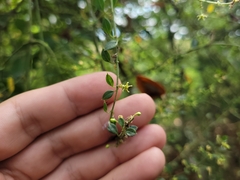 Metastelma burchellii