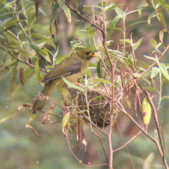 Manorina melanophrys