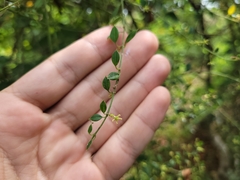 Metastelma burchellii