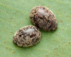Trachymela orbicularis