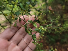 Metastelma burchellii
