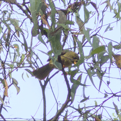 Manorina melanophrys