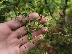 Metastelma burchellii