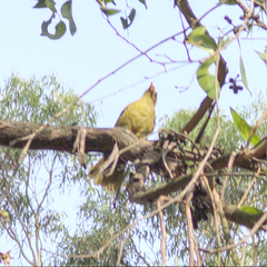 Manorina melanophrys