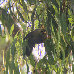 Manorina melanophrys