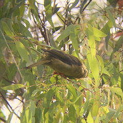 Manorina melanophrys