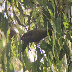 Manorina melanophrys