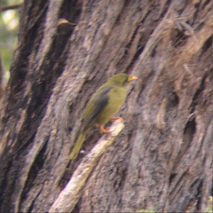 Manorina melanophrys