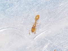 Solenopsis molesta