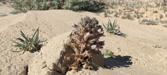 Aphyllon cooperi