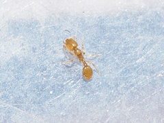 Solenopsis molesta